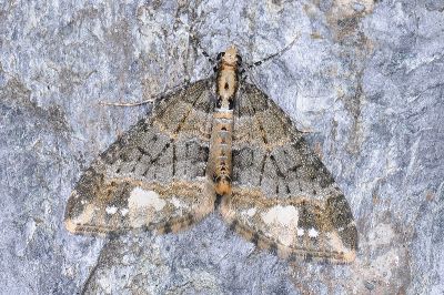 褐帶周尺蛾 Martania denigrata 雄蟲