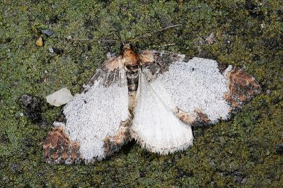 銀白紋朦尺蛾 Protonebula altera 雌蟲