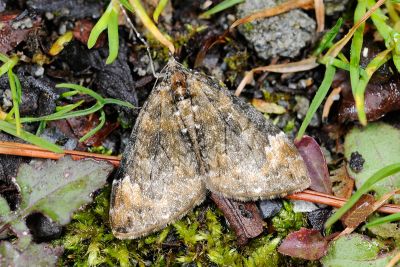 四點烏雲波尺蛾 Dysstroma fumata 雄蟲