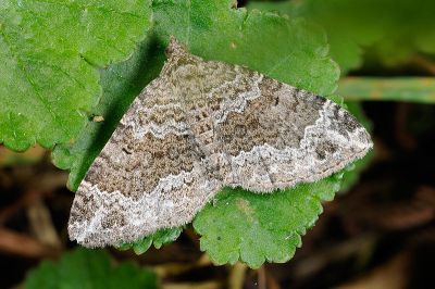 盈潢尺蛾 Xanthorhoe saturata 雄蟲