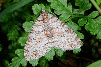 美洱尺蛾 Trichopterigia sanguinipunctata sanguinipunctata 雌蟲