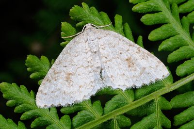 灰白希水尺蛾 Hydrelia bicauliata 雄蟲