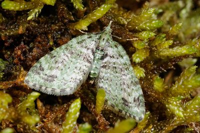 黑腰小翅波尺蛾 Chloroclystis blanda 雌蟲