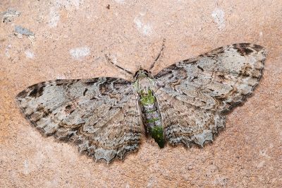 褐斑鏽尺蛾 Horisme macularia 雌蟲