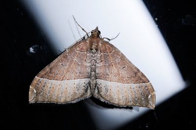 革黑點尺蛾 Xenortholitha corioidea 雌蟲