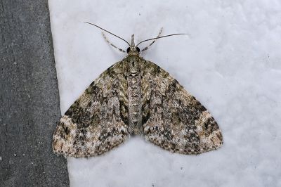 沼尺蛾 Acasis viretata himalayica 雌蟲