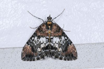 煙雲波尺蛾 Dysstroma calamistrata scalata 雌蟲