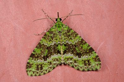 綠波尺蛾 Tristeirometa decussata moltrechti 雄蟲
