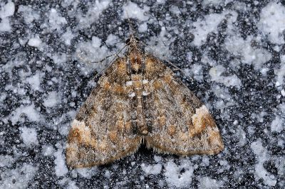 四點烏雲波尺蛾 Dysstroma fumata 雌蟲