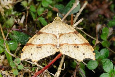 臺灣角葉尺蛾 Lobogonia formosana 雄蟲