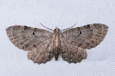 白星考尺蛾 Collix stellata 雌蟲