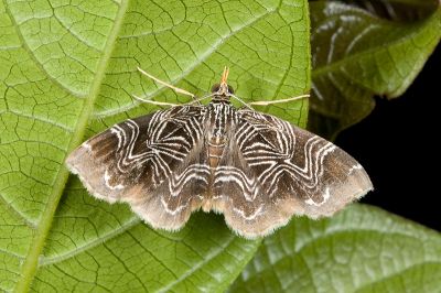 四線角尺蛾 Lobogonodes dactylotypa 雄蟲