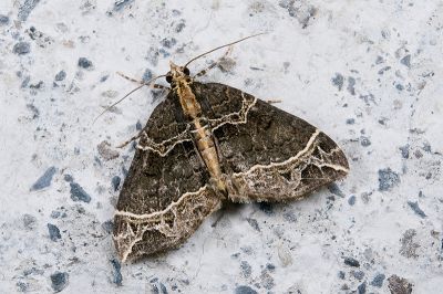 齒紋波尺蛾 Ecliptopera umbrosaria stathera 雄蟲