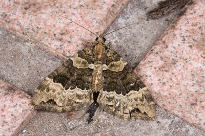 橄欖綠齒紋波尺蛾 Ecliptopera muscicolor allobathra 雄蟲