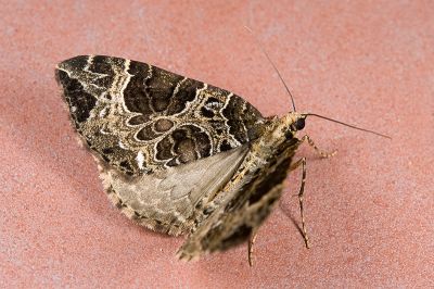 黑油漬褥尺蛾 Eustroma melancholica interrupta 雄蟲