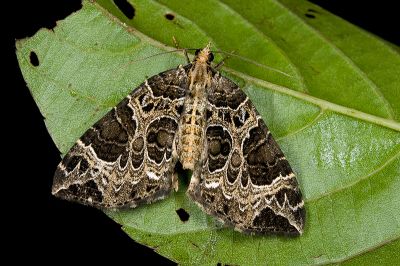 黑油漬褥尺蛾 Eustroma melancholica interrupta 雄蟲