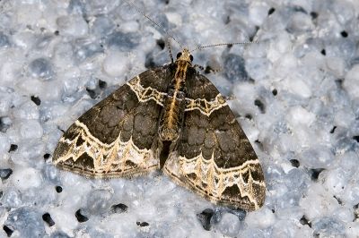 齒紋波尺蛾 Ecliptopera umbrosaria stathera 雌蟲