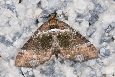 小串珠波尺蛾 Melanthia catenaria mesozona 雄蟲