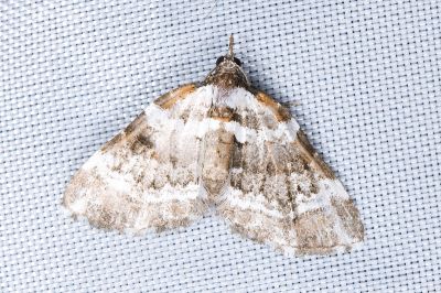 寬帶周尺蛾 Perizoma fasciaria 雌蟲