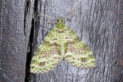 橄欖綠波尺蛾 Hypocometa clauda 雌蟲