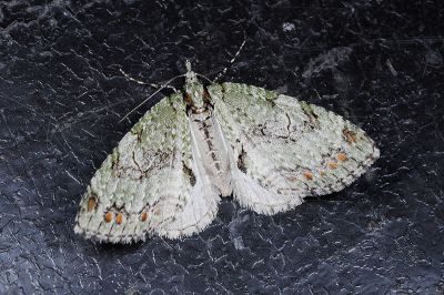 緋洱尺蛾 Trichopterigia rufinotata 雌蟲