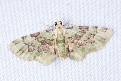 薄荷綠尺蛾 Ardonis filicata filicata 雄蟲