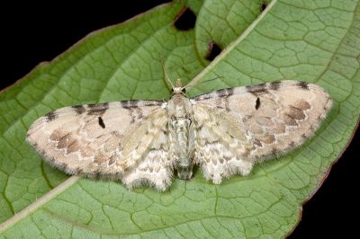 印度廣卜尺蛾 Brabira artemidora pallida 雄蟲