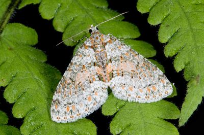 美洱尺蛾 Trichopterigia sanguinipunctata sanguinipunctata 雄蟲