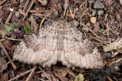 巒大山光尺蛾 Triphosa rantaizanensis 雄蟲