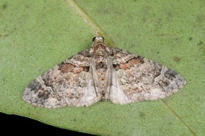 綠異尺蛾 Syncosmia patinata 雌蟲