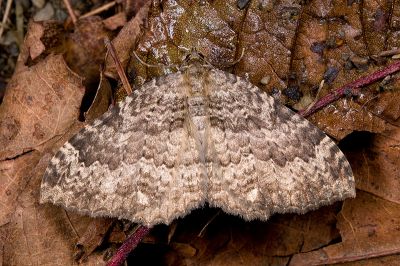 暗光尺蛾 Triphosa praesumtiosa 雌蟲