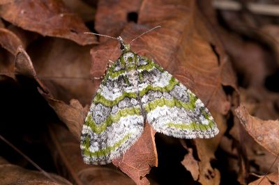 雅夷尺蛾 Esakiopteryx venusta 雄蟲