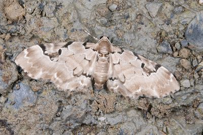 U紋波尺蛾 Physetobasis dentifascia triangulifera 雄蟲