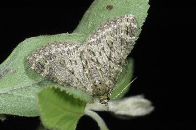 沼尺蛾 Acasis viretata himalayica 雄蟲
