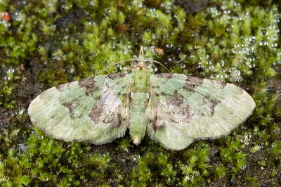 薄荷綠尺蛾 Ardonis filicata filicata 雄蟲