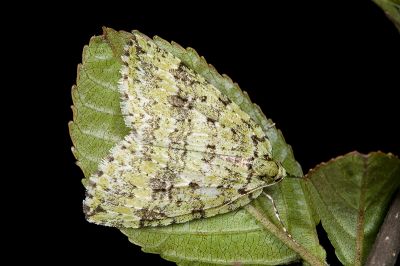 臺灣秋白尺蛾 Epirrita faenaria 雌蟲