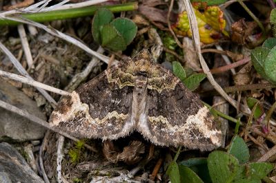 弗潢尺蛾 Xanthorhoe cybele 雄蟲