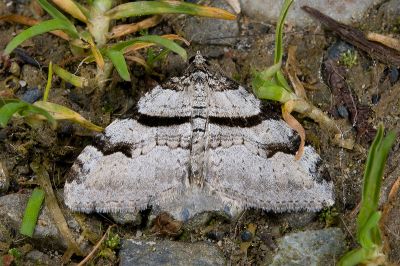 直紋潢尺蛾 Xanthorhoe mediofascia 雄蟲