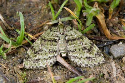 黑腰小翅波尺蛾 Chloroclystis blanda 雌蟲