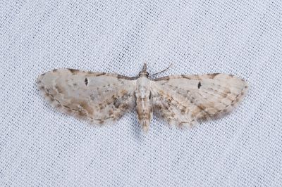 緣斑卜尺蛾 Brabira costimacula 雌蟲