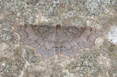 黑歷尺蛾 Hastina subfalcaria caeruleolineata 雄蟲