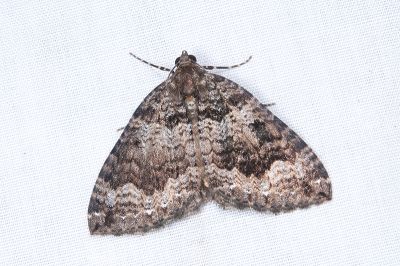 印度嵐波尺蛾 Lampropteryx chalybearia 雌蟲