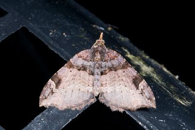 缺角波尺蛾 Gonanticlea aversa 雌蟲