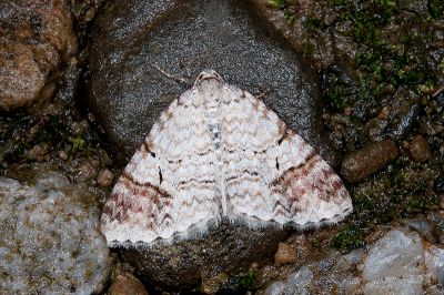 威白維尺蛾 Venusia lineata 雌蟲