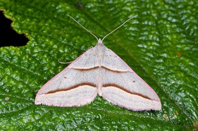 臺灣盜尺蛾 Docirava flavilinata 雄蟲