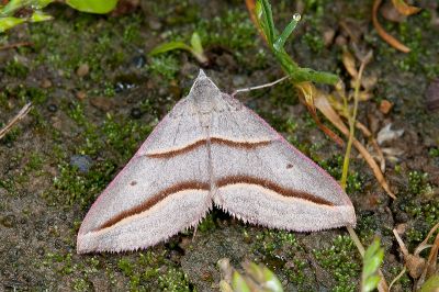 臺灣盜尺蛾 Docirava flavilinata 雄蟲
