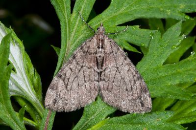 臺灣奇帶尺蛾 Heterothera sororcula 雌蟲
