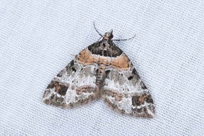 白帶周尺蛾 Martania albofasciata 雄蟲