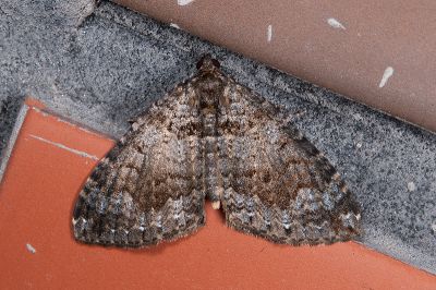 印度嵐波尺蛾 Lampropteryx chalybearia 雌蟲