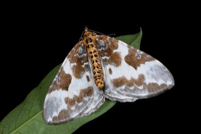 Callabraxas fabiolaria candida 雌蟲